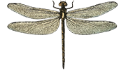 Logo Maison Careï